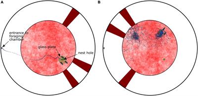 Nest-associated scent marks help bumblebees localizing their nest in visually ambiguous situations